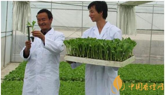 煙草專業(yè)大學排名，煙草專業(yè)就業(yè)前景好