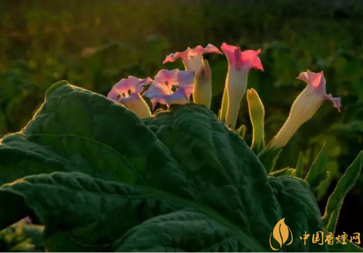 煙草花花語是什么，煙草花什么時候開花