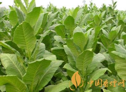 2018-2019年全球煙葉種植概覽
